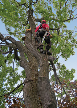 Tree Services