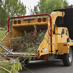 Tree Removal Services